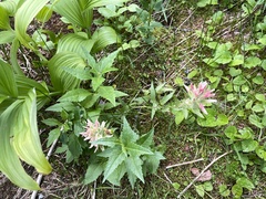 Castilleja miniata miniata