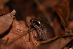 Pristimantis reichlei