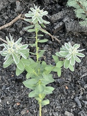Euphorbia marginata