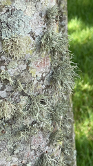 Ramalina farinacea
