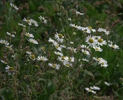 Tripleurospermum inodorum