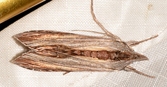 Cucullia convexipennis