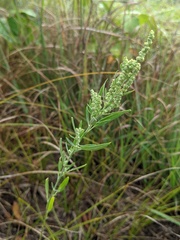 Chenopodium pratericola