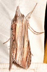 Cucullia convexipennis