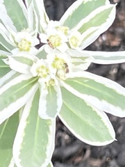 Euphorbia marginata