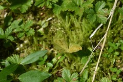 Neottia cordata
