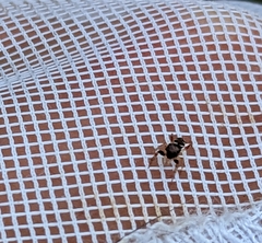 Zygoballus rufipes