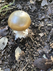 Amanita phalloides