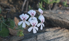 Pelargonium echinatum