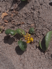 Abronia latifolia