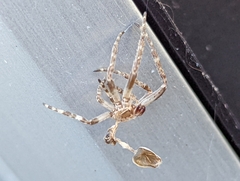 Larinioides sclopetarius