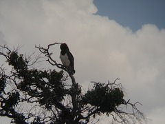 Circaetus pectoralis