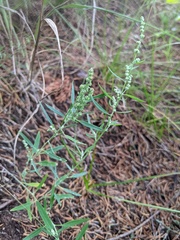 Chenopodium pratericola