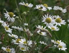 Tripleurospermum inodorum