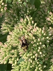 Anthophila