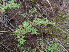 Euphorbia glyptosperma