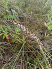 Elymus