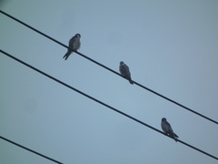 Falco amurensis