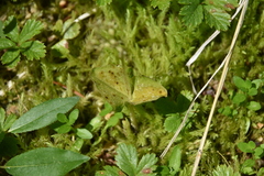 Neottia cordata