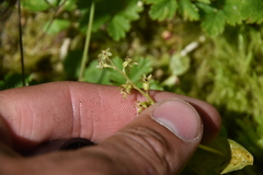 Neottia cordata