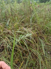 Elymus