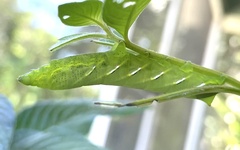 Eumorpha fasciatus