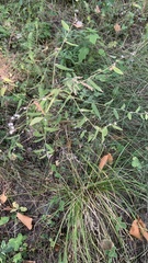 Lithospermum officinale