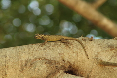 Sceloporus melanorhinus