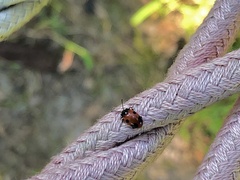 Endomychus biguttatus
