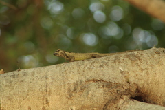 Sceloporus melanorhinus