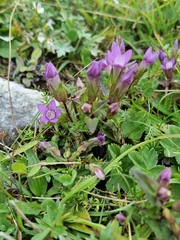 Gentianella
