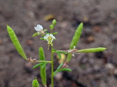 Polanisia jamesii