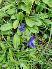 Gentianopsis ciliata