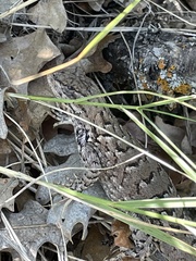 Sceloporus consobrinus