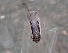 Ochropleura leucogaster