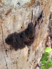 Stemonitis splendens
