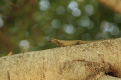 Sceloporus melanorhinus