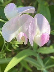 Lathyrus