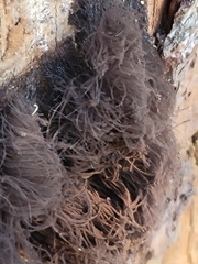 Stemonitis splendens