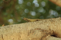 Sceloporus melanorhinus