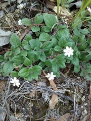 Wedelia grayi
