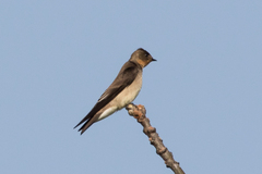 Stelgidopteryx ruficollis