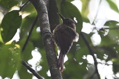 Dendrocincla fuliginosa