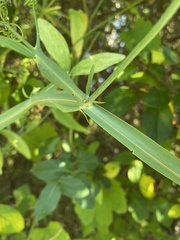 Lathyrus