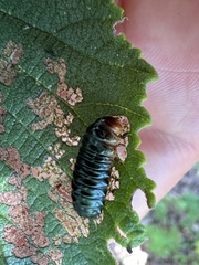 Monocesta coryli