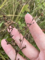 Filipendula vulgaris