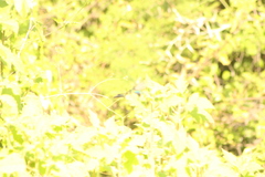 Cynanthus doubledayi