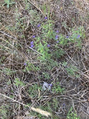 Trichostema dichotomum