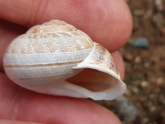 Eobania vermiculata