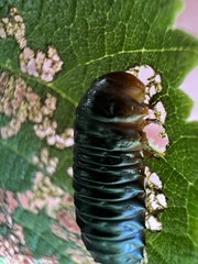 Monocesta coryli